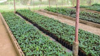 cheap nurseries mumbai Hari Om Plant Nursery