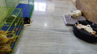 canine day care mumbai K Doggie Daycare