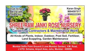 cheap plants mumbai Singh nursery juhu