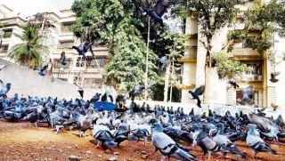 Mumbai:53 year old woman dies of lung infection from fungi in pigeon droppings