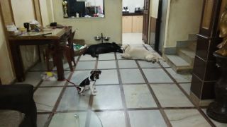dog boarding kennels in mumbai Dsouza's Pet Kennel