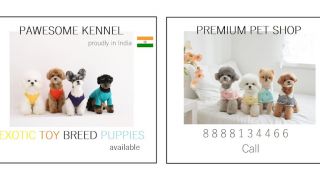 puppies for sale mumbai Pawesome Kennel Mumbai - Puppies for Sale
