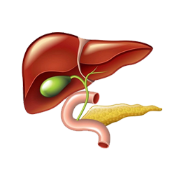 The gall bladder is that organ of the body which stores bile and helps in the digestion.