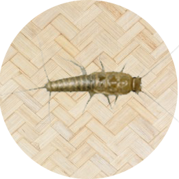 cockroach disinfection mumbai Siddhi Insecticide Service|Pest Control Services in Mumbai|Cockroach Control|Bed Bugs Treatment